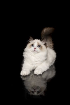 Pretty ragdoll cat with blue eyes lying down looking up on a dark background with reflection in a vertical image