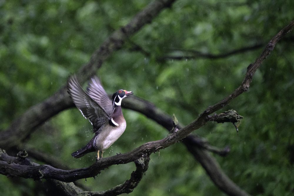 Wood duck extending it’s wings  in the rain at Lake Elmo Park Reserve, Minnesota