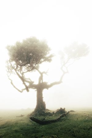 A single madeira tree surrounded by bright fog