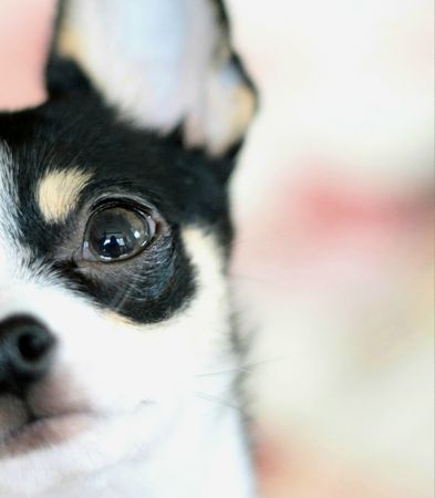 A close up of a Chihuahua's eye