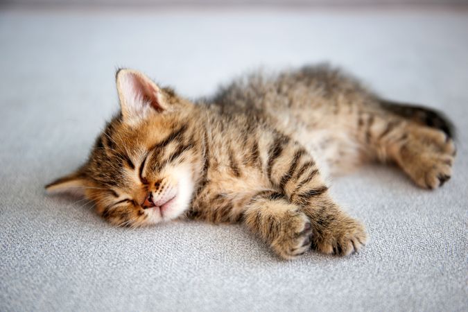 Kitten is sleeping on a gray sofa.