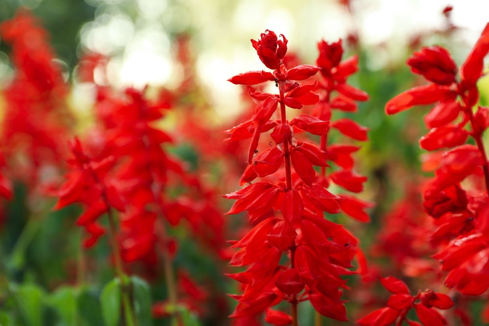 Beautiful red Salvia flowers outdoor in park