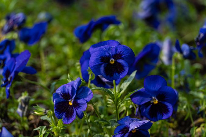 Bright blue viola flowers in the meadow