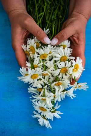 Hands holding daisy flowers on colorful blue background