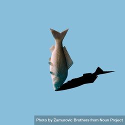 Upright fish and shadow on blue background 47ZXa5