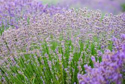 Landscape with flowering lavender