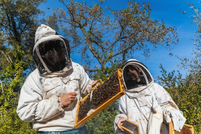 Beekeepers working together in apiary