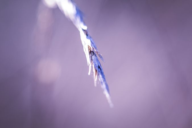 Close up of end of dried plant with selective focus