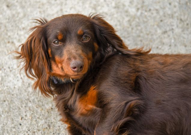 a small brown Dachshund