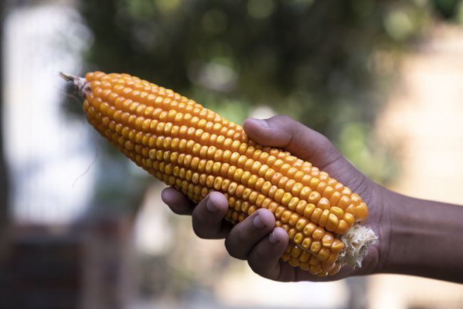 agriculture harvest corn Hand holding  with the blurry background