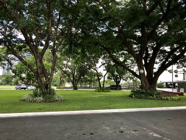Landscape nature trees