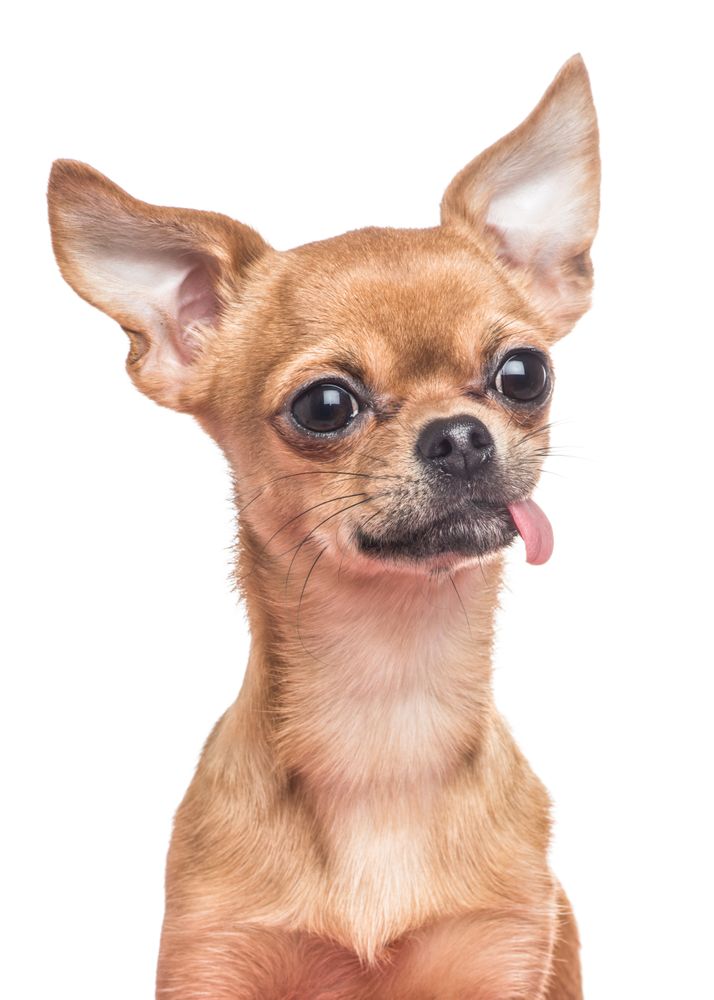 Chihuahua portrait sticking its tongue out on a blank background
