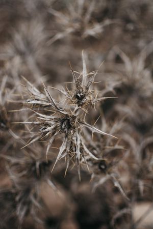 Dry plant in field
