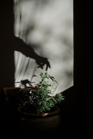 silhouette of a hand clutching a marijuana bud on a gray background.