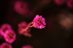 Blooming pink flower growing in nature