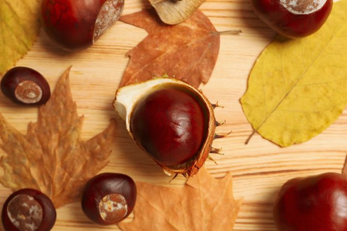 Fresh and ripe chestnuts, close up, Autumn chestnuts