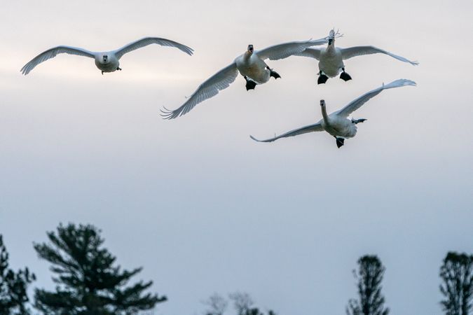 Four Trumpeter Swans in flight in McGregor, Minnesota