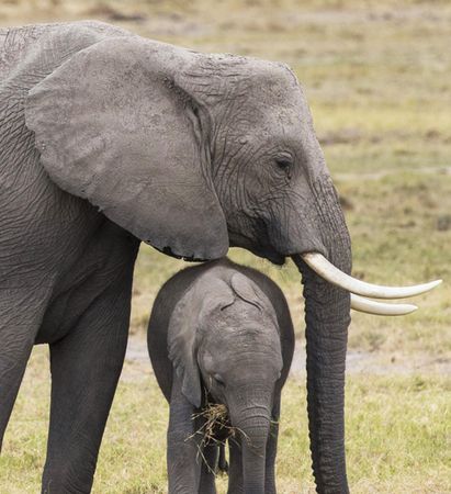 Elephant with its offspring in wilderness