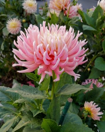 Pink stars-lady dahlia in a garden