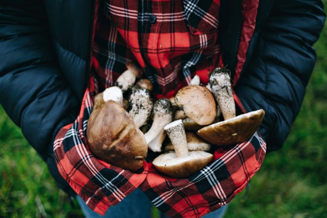 Foraged mushrooms being held in plaid shirt