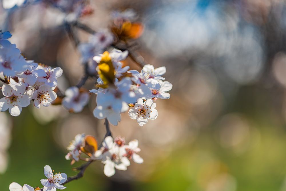 Close up of delicate flowers and shadows with copy space