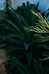 Light and dark green plants