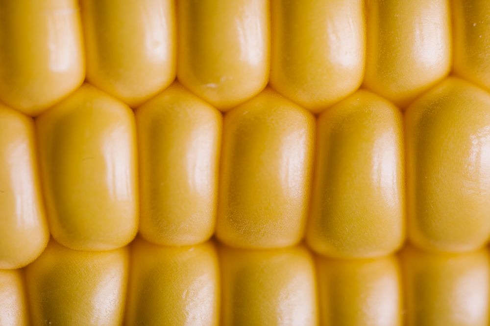 Seeds of ripe fresh corn