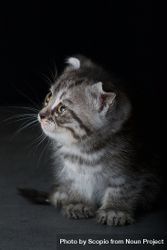 Gray kitten against dark background 5kKD35