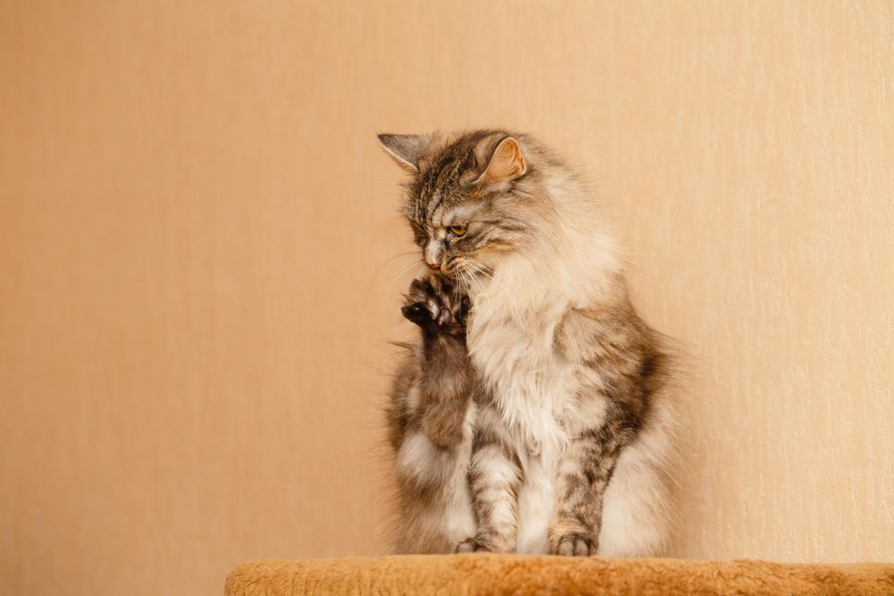 Elegant grey cat sitting up licking its feet
