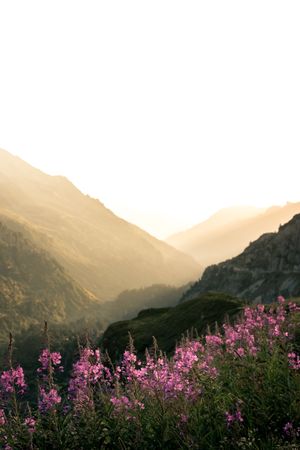 Pink flowers growing on rocky mountains in sunny haze