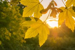 Fall leaves close up and golden sun