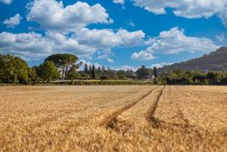 Field with tractor tracks