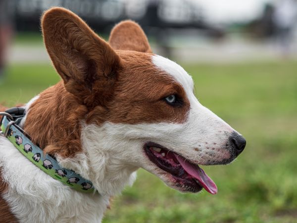 Cardigan Welsh Corgi at a dog show. Sunny day.