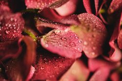 Blooming flower with red petals in blurred background