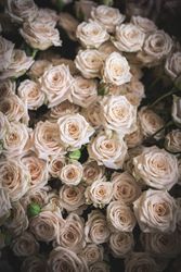 Bouquet of fresh pink roses