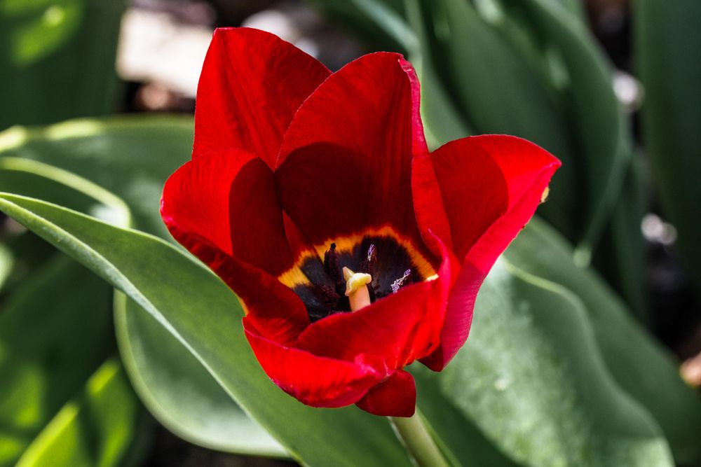Looking into inside of red tulip
