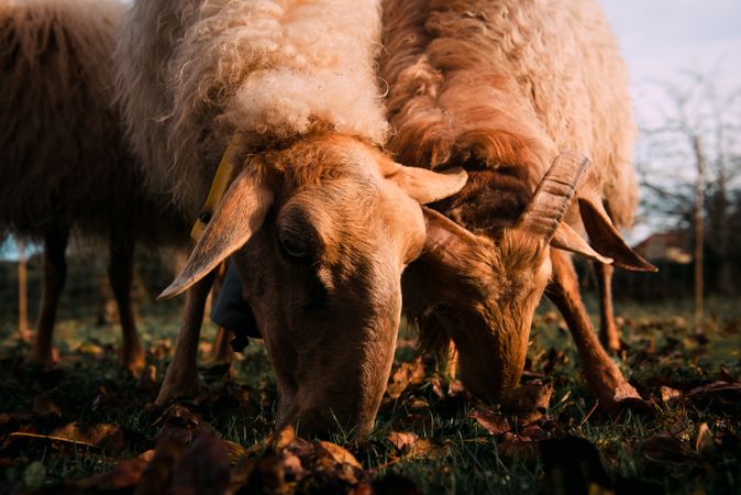 Sheep eating green grass on field