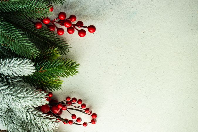 Fir branches lining side of image with berries