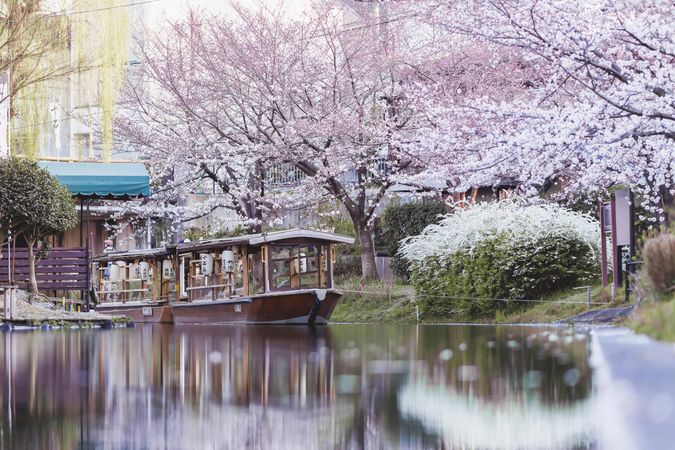 Boat in a Japanese river with cherry blossoms