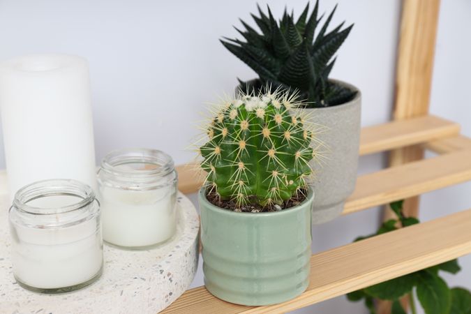 Cozy hobby - growing indoor plants at home