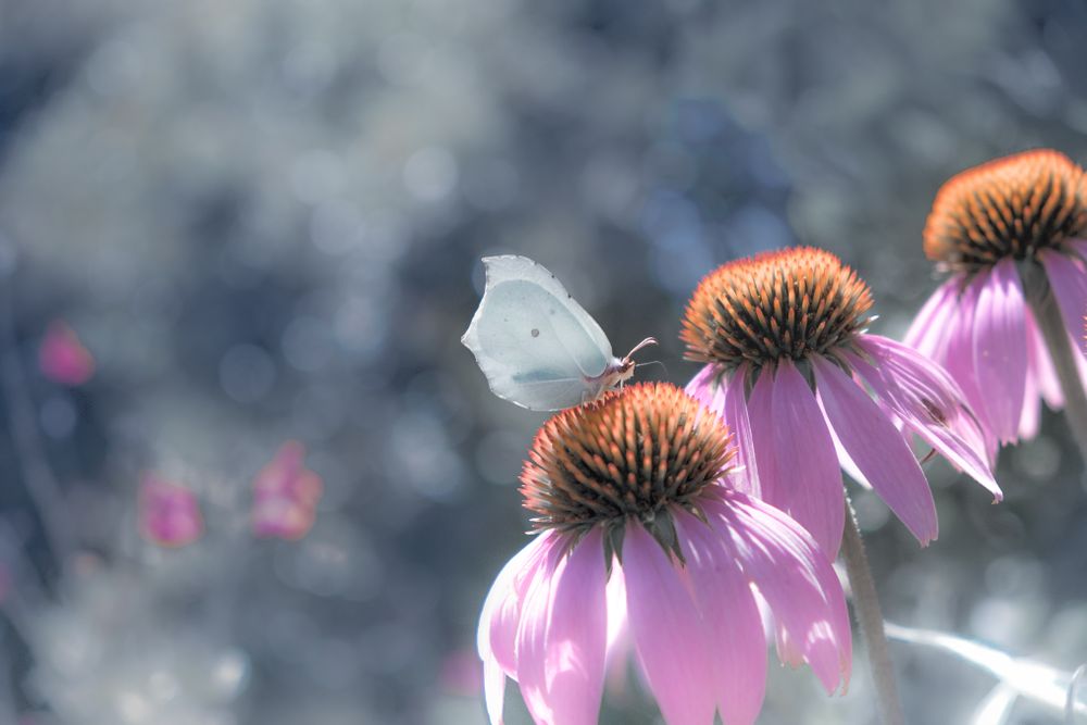 Side view of butterfly perched in center of flower