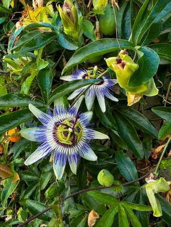 Passion Flowers, ile de Rén France