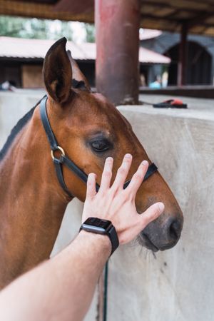 Person petting chestnut horse in wooden stable
