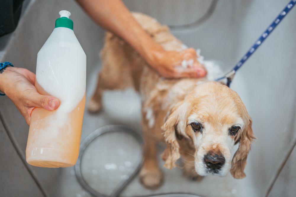 Female groomer washing dog in salon