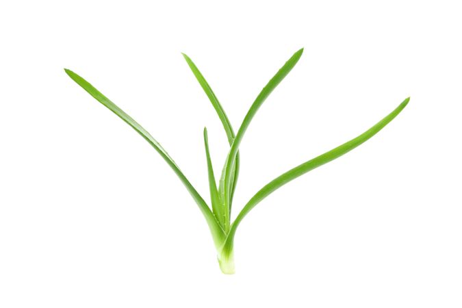 Aloe vera plant isolated on plain background. Natural treatment