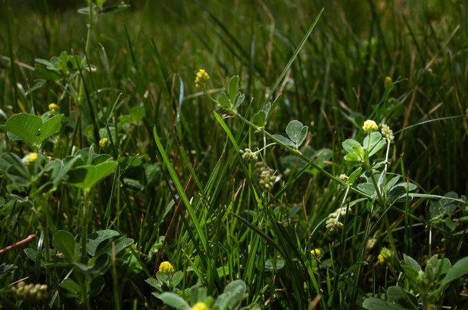 Grass With Clovers