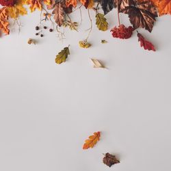 Autumn branches and leaves on top border of light background