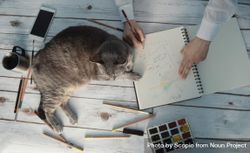 Person drawing infographics on notebook while cat sleeping 5QkX9b