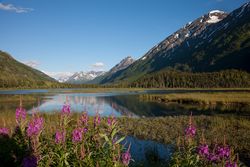 Majestic mountain valley with lake and purple flowers in Alaska z0gAW4