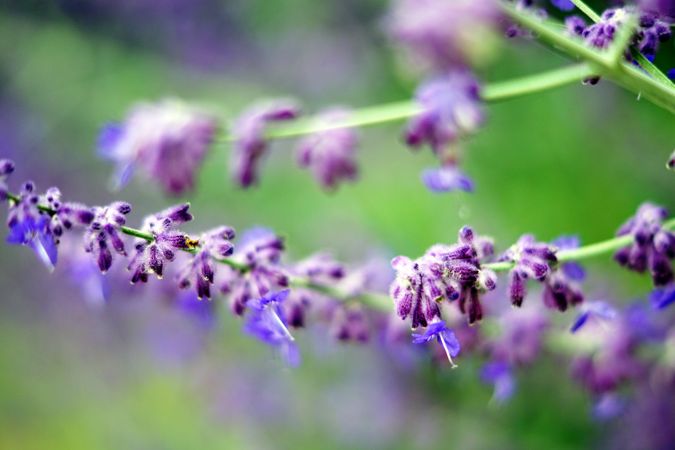 Purple flowers on bush